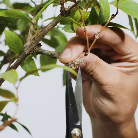 Learn Bonsai